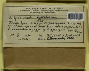 Polytrichum hyperboreum R. Br., Bryophytes, Bryophytes - Western Siberia (including Altai) (B15) (Russia)