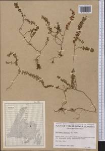 Gaultheria hispidula (L.) Muhl. ex Bigelow, America (AMER) (Canada)