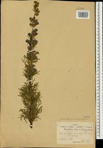 Aconitum chasmanthum Stapf ex Holmes, Mongolia (MONG) (Mongolia)
