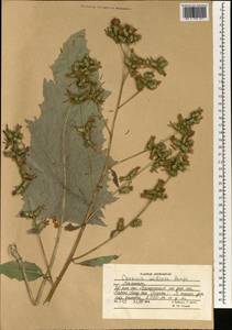 Arctium umbrosum (Bunge) Kuntze, South Asia, South Asia (Asia outside ex-Soviet states and Mongolia) (ASIA) (Afghanistan)