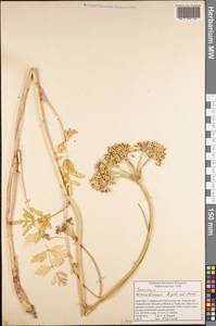 Semenovia transiliensis Regel & Herder, Middle Asia, Northern & Central Tian Shan (M4) (Kyrgyzstan)