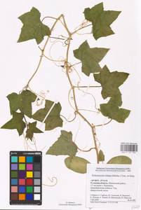 Echinocystis lobata (Michx.) Torr. & Gray, Eastern Europe, Central region (E4) (Russia)