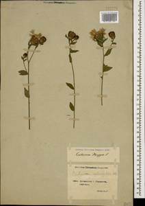Centaurea phrygia subsp. salicifolia (M. Bieb. ex Willd.) Mikheev, Caucasus, Georgia (K4) (Georgia)