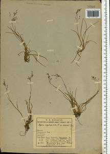 Puccinellia angustata (R.Br.) E.L.Rand & Redfield, Eastern Europe, Northern region (E1) (Russia)