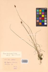 Carex duriuscula C.A.Mey., Siberia, Russian Far East (S6) (Russia)