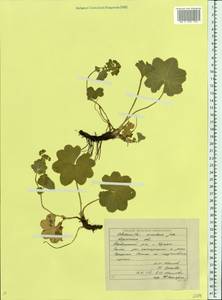 Alchemilla circularis Juz., Eastern Europe, Eastern region (E10) (Russia)