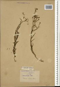 Thesium ramosum Hayne, Caucasus, Krasnodar Krai & Adygea (K1a) (Russia)