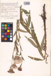 Cirsium arvense (L.) Scop., Eastern Europe, Lower Volga region (E9) (Russia)