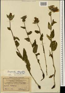 Campanula glomerata subsp. oblongifolia (Kharadze) Fed., Caucasus, Armenia (K5) (Armenia)