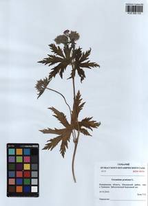 KUZ 000 112, Geranium pratense L., Siberia, Altai & Sayany Mountains (S2) (Russia)