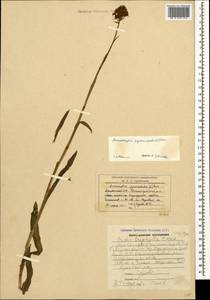 Anacamptis pyramidalis (L.) Rich., Caucasus, Armenia (K5) (Armenia)