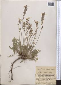 Oxytropis rosea Bunge, Middle Asia, Western Tian Shan & Karatau (M3) (Uzbekistan)