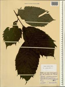 Ulmus glabra Huds., Caucasus, North Ossetia, Ingushetia & Chechnya (K1c) (Russia)