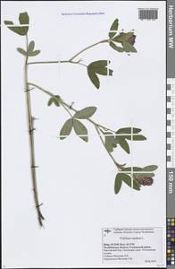 Trifolium medium L., Eastern Europe, Eastern region (E10) (Russia)