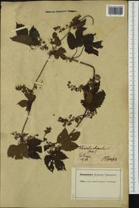 Humulus lupulus L., Western Europe (EUR) (Germany)