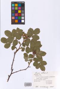 Rosa villosa L., Eastern Europe, Central forest-and-steppe region (E6) (Russia)