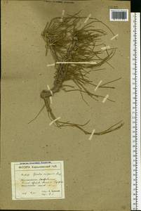 Ephedra distachya L., Eastern Europe, North Ukrainian region (E11) (Ukraine)