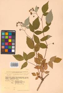 Rubus idaeus subsp. melanolasius Focke, Siberia, Russian Far East (S6) (Russia)