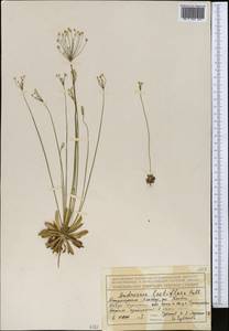 Androsace lactiflora Fisch. ex Willd., Middle Asia, Dzungarian Alatau & Tarbagatai (M5) (Kazakhstan)