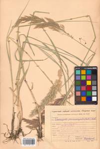 Calamagrostis pseudophragmites (Haller f.) Koeler, Siberia, Russian Far East (S6) (Russia)