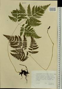 Gymnocarpium robertianum (Hoffm.) Newman, Eastern Europe, Middle Volga region (E8) (Russia)