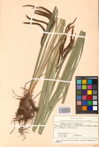 Carex acuta L., Eastern Europe, Moscow region (E4a) (Russia)