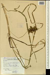 Carex pseudocyperus L., Caucasus, Georgia (K4) (Georgia)