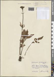 Valeriana cardamines M.Bieb., Caucasus, North Ossetia, Ingushetia & Chechnya (K1c) (Russia)