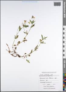 Viola × contempta Jord., Caucasus, Black Sea Shore (from Novorossiysk to Adler) (K3) (Russia)