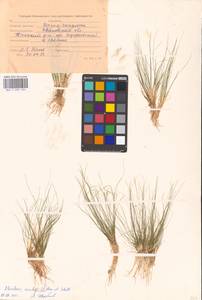 Eleocharis acicularis (L.) Roem. & Schult., Eastern Europe, Central forest region (E5) (Russia)