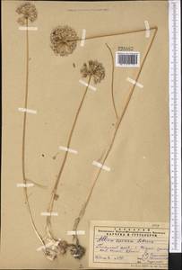 Allium caesium Schrenk, Middle Asia, Pamir & Pamiro-Alai (M2) (Uzbekistan)