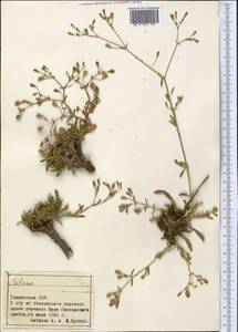 Silene, Middle Asia, Pamir & Pamiro-Alai (M2) (Tajikistan)