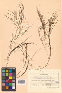 Stuckenia pectinata (L.) Börner, Siberia, Russian Far East (S6) (Russia)