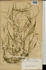Zannichellia palustris subsp. palustris, Caucasus, Armenia (K5) (Armenia)