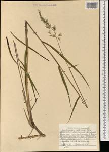 Spodiopogon sibiricus Trin., Mongolia (MONG) (Mongolia)
