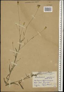 Xeranthemum cylindraceum Sibth. & Sm., Caucasus, Dagestan (K2) (Russia)