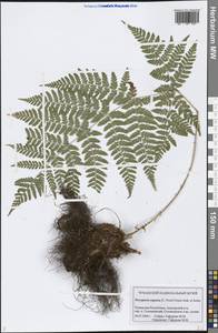 Dryopteris expansa (C. Presl) Fraser-Jenk. & Jermy, Eastern Europe, Middle Volga region (E8) (Russia)