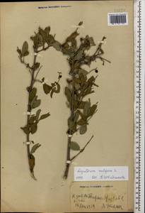 Ligustrum vulgare L., Caucasus, Georgia (K4) (Georgia)