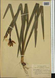 Iris foetidissima L., Western Europe (EUR) (Italy)