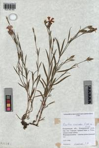 KUZ 004 400, Dianthus chinensis, Siberia, Altai & Sayany Mountains (S2) (Russia)
