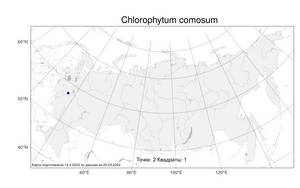 Chlorophytum comosum (Thunb.) Jacques, Atlas of the Russian Flora (FLORUS) (Russia)