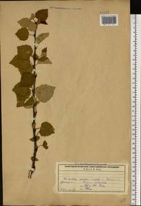 Betula, Eastern Europe, Northern region (E1) (Russia)