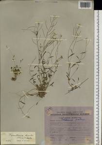 Braya humilis (C.A. Mey.) B.L. Rob., Siberia, Chukotka & Kamchatka (S7) (Russia)