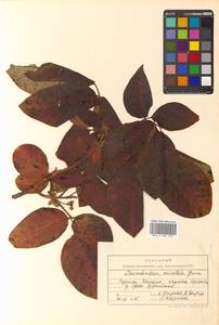 Toxicodendron orientale subsp. orientale, Siberia, Russian Far East (S6) (Russia)