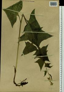Parasenecio hastatus (L.) H. Koyama, Siberia, Baikal & Transbaikal region (S4) (Russia)
