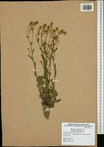 Barbarea vulgaris W. T. Aiton, Eastern Europe, Central region (E4) (Russia)