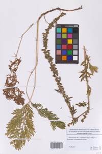 Artemisia latifolia Ledeb., Eastern Europe, Moscow region (E4a) (Russia)