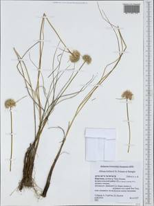 Allium kirilovii, Middle Asia, Northern & Central Tian Shan (M4) (Kyrgyzstan)