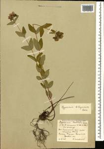 Hypericum bithynicum Boiss., Caucasus, South Ossetia (K4b) (South Ossetia)