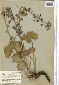 Delphinium dasyanthum Kar. & Kir., Middle Asia, Pamir & Pamiro-Alai (M2) (Tajikistan)